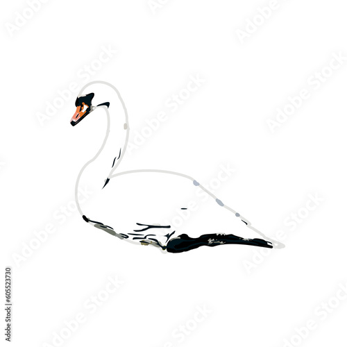 Fototapeta Naklejka Na Ścianę i Meble -  sketch of a swan with transparent background