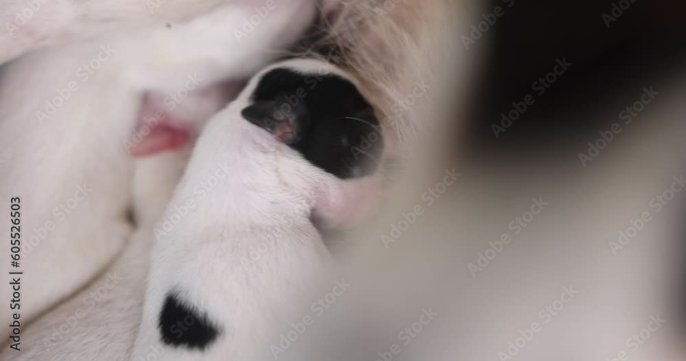 Close-up of a Newborn puppy eating breast milk. Lactating dog mother feeding puppies. Many puppy suckle milk from a lying nursing mother. Breastfed white bitch cubs. Dog mother love puppies. 4K. Close-up of a Newborn puppy eating breast milk. Lactating dog mother feeding puppies. Many puppy suckle milk from a lying nursing mother. Breastfed white bitch cubs. Dog mother love puppies. 4K.