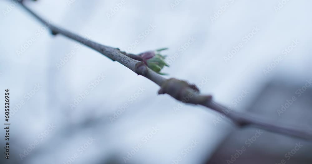 Close-up of an apple blossom on a foggy spring day. Filmed handheld with a shallow depth of field. Camera moves forward to reveal another apple blossom on a branch. Close-up of an apple blossom on a foggy spring day. Filmed handheld with a shallow depth of field. Camera moves forward to reveal another apple blossom on a branch.