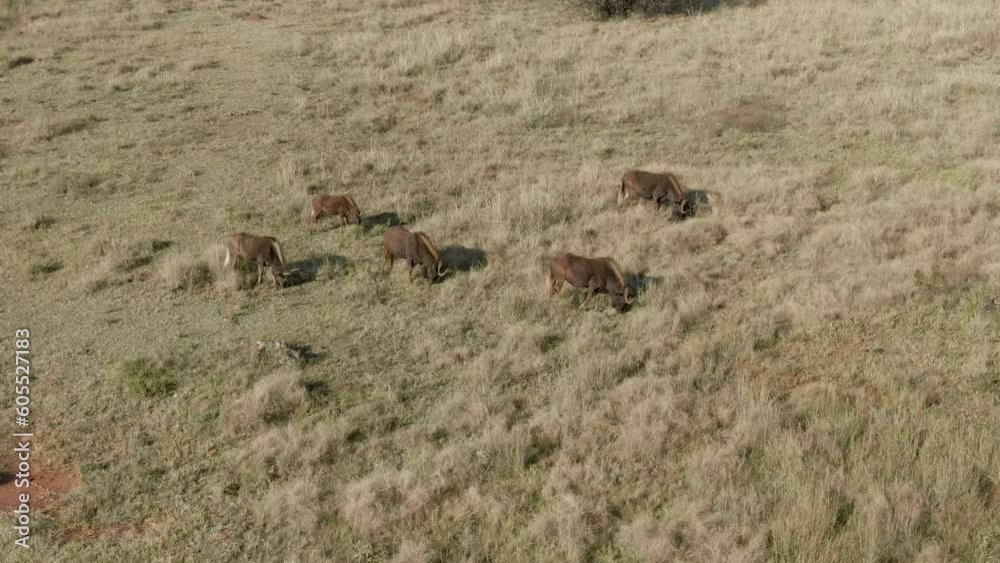 Drone aerial of Wildebeest small herd grazing on autumn grass on African plains Drone aerial of Wildebeest small herd grazing on autumn grass on African plains