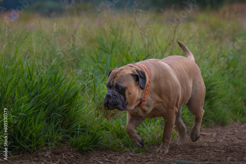2021-08-31 A LARGE BULLMASTIFF WALKING THROUGH A GRASS MEADOW AT A OFF LEASH AREA AT THE MARYMOOR DOG PARK IN REDMOND WASHINGTON-