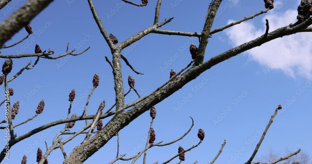 sumac tree in sunny weather in early spring, young sumac without foliage in early spring sumac tree in sunny weather in early spring, young sumac without foliage in early spring