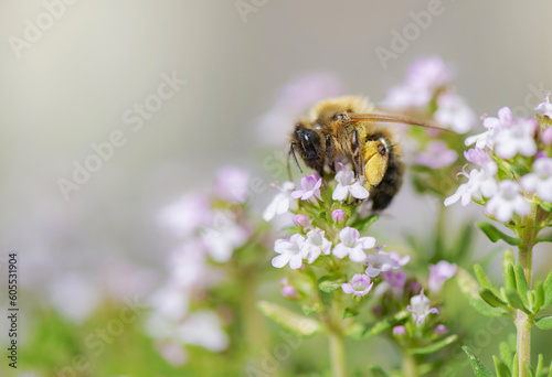closeup on a honey bee pollinating white flowers of  thyme in a garden on blu...