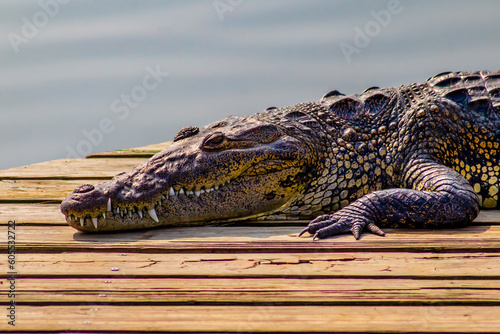 crocodile with open mouth on the shore of carpenter lagoon in tampico tamaulipas 
