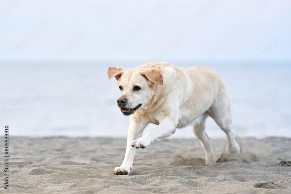 happy dog running on the sea. fawn Labrador Retriever in nature. a pet on an active walk