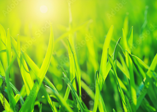 Natural agricultural green grass in light of sun background, Generative AI