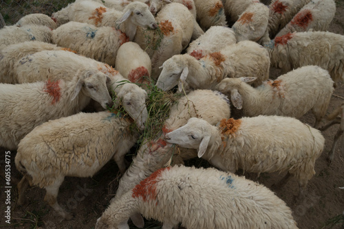 Flock of sheep eating in a barnhouse.