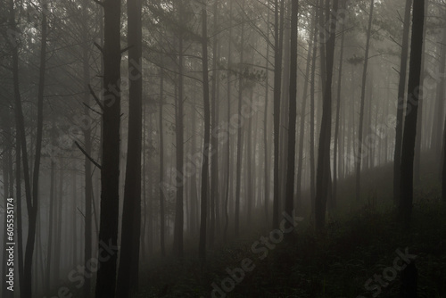 Morning mist in a pine forest at Dalat, Vietnam.