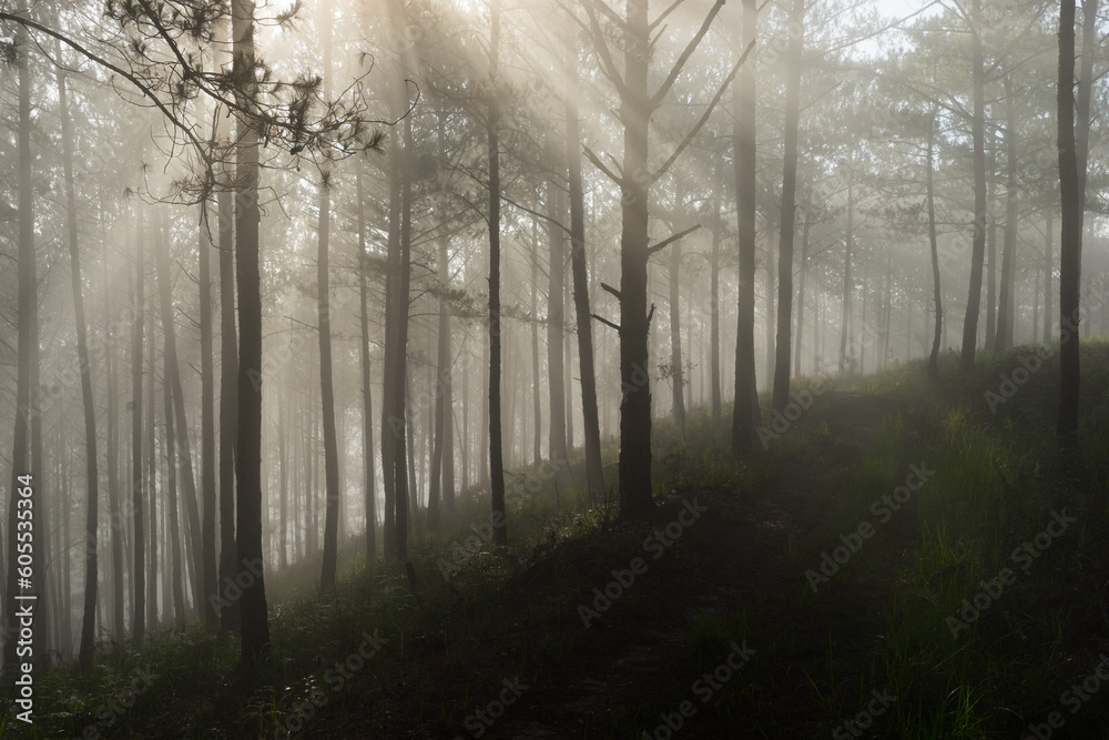 Morning mist in a pine forest at Dalat, Vietnam.