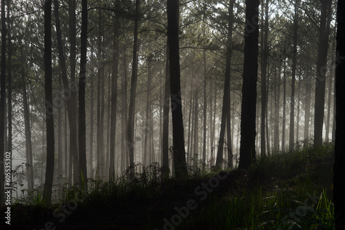 Morning mist in a pine forest at Dalat  Vietnam.