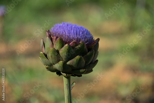 Artichoke flower blooming on a farm at Dalat, Vietnam.