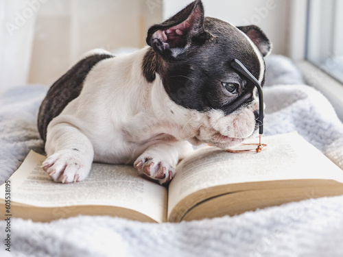 Cute puppy, glasses and old book. Clear, sunny day. Close-up, indoors. Studio photo. Day light. Concept of care, education, obedience training and raising pets © Svetlana