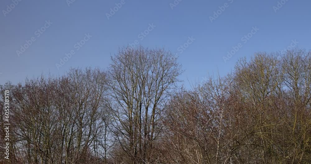 trees of different varieties in the spring season , bare deciduous trees in the warm spring season trees of different varieties in the spring season , bare deciduous trees in the warm spring season