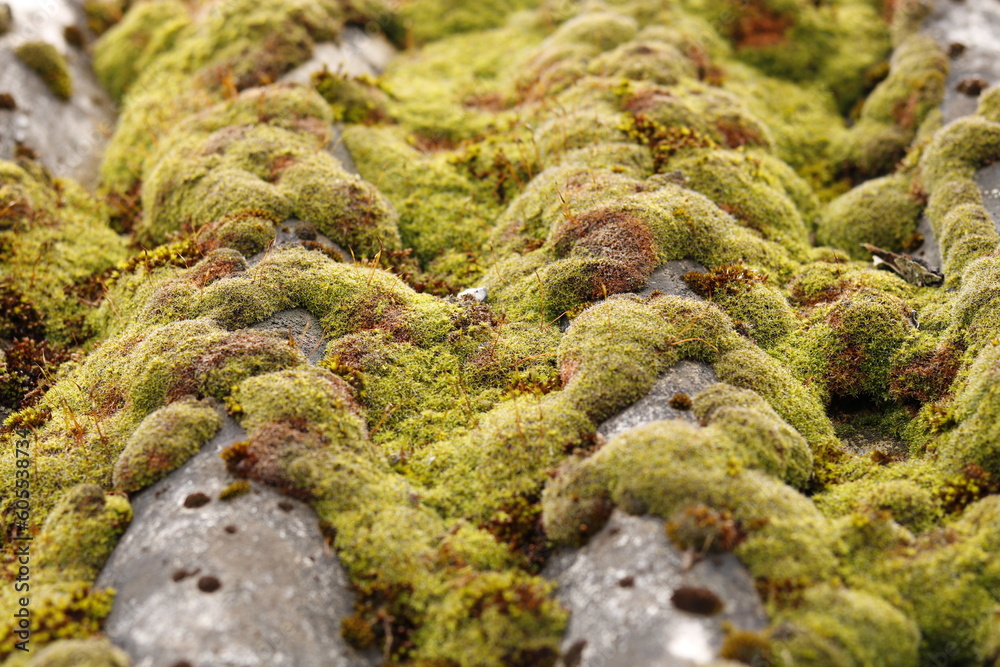 colony of lichen grown on an old slate roof colony of lichen grown on an old slate roof