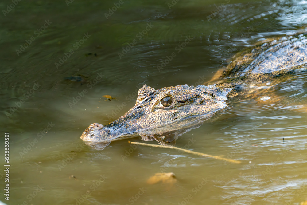Black kajman Melanosuchus niger south america Black kajman Melanosuchus niger south america
