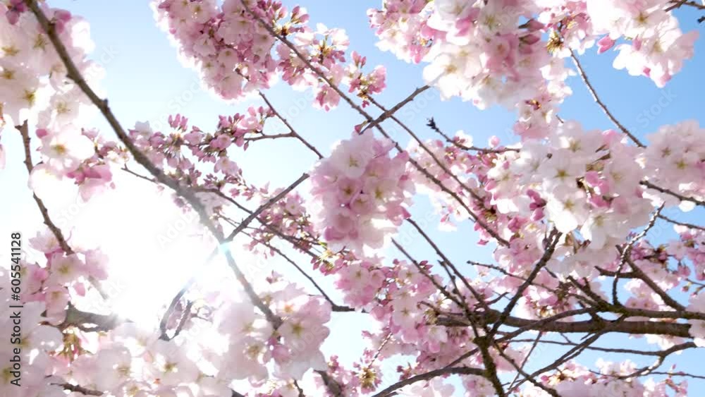 David Lam Park spring in big city cherry blossoms bright sky without clouds athletes in skyscrapers strolling pedestrians Canada Vancouver 2023 David Lam Park spring in big city cherry blossoms bright sky without clouds athletes in skyscrapers strolling pedestrians Canada Vancouver 2023