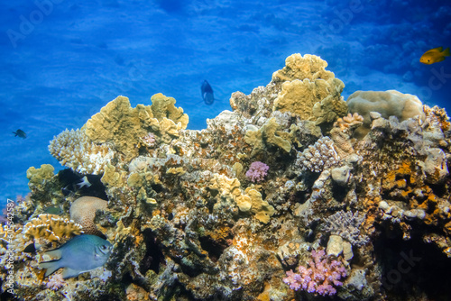 different fragile colorful corals with deep blue water and fishes