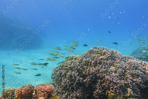 lot of little fishes at the coral reef in deep blue water during diving © thomaseder