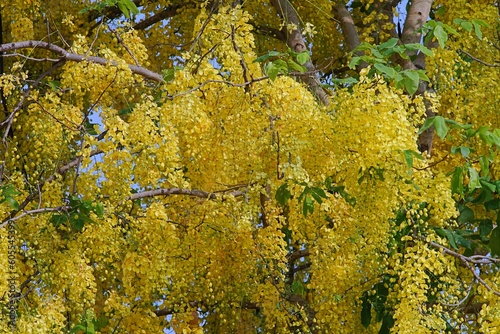 Yellow flowers of Golden Shower on the tree in the morning at the public park.A flower is a symbol in the Songkran festival of Thailand.