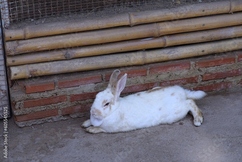 A rabbit lying down on the floor in a cage for relaxing on the morning for selective focus.Pets that are popular to have in the house as a leisure activity.