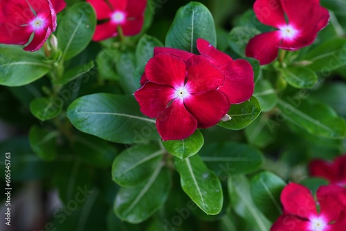 Jasmine flower blooming in the garden on the morning for selective focus and blurred background.This flower are a symbol of Mother's Day in Thailand.