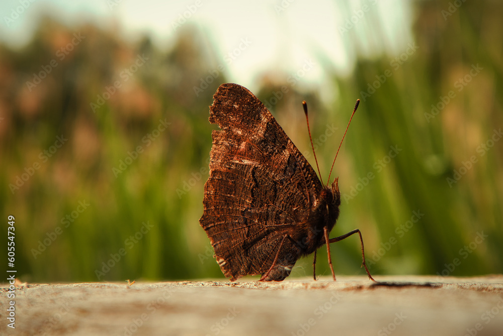 Obraz premium Schmetteling - Nahaufnahme - Tagpfauenauge - Falter - Aglais io - Butterfly - Beautiful - Close Up