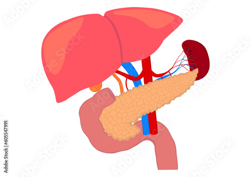 膵臓と十二指腸と肝臓と脾臓の臓器