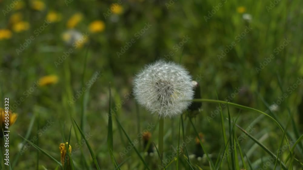 Dandelion seed bulb in a gentle wind over lush green grass Dandelion seed bulb in a gentle wind over lush green grass