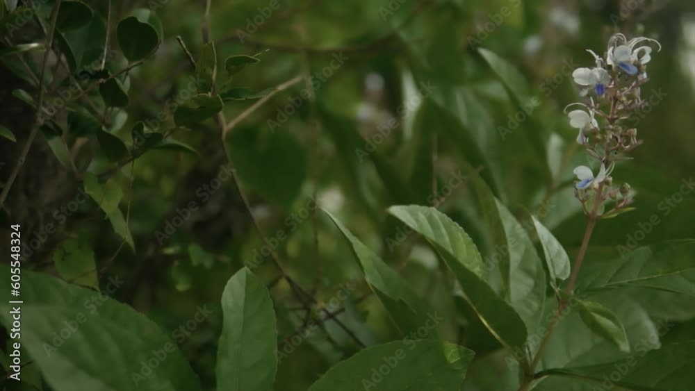 Slow panning video through dense green leaves, revealing small white flowers, steady movement to open ground with out-of-focus background. Slow panning video through dense green leaves, revealing small white flowers, steady movement to open ground with out-of-focus background.