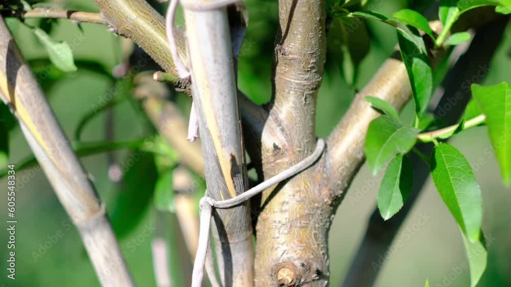 grafted tree branches close up grafted tree branches close up