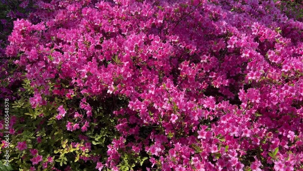 Rhododendron bush pink purple blossom, azalea in bloom. Rhododendron bush pink purple blossom, azalea in bloom.