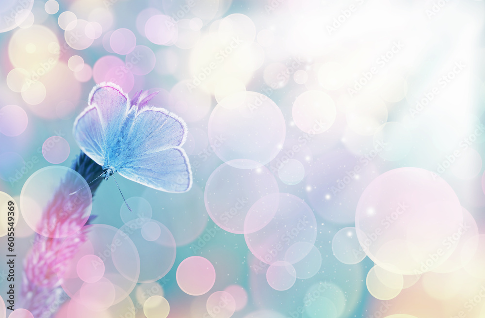 Motyl modraszek na trawie na jasnym tle, kolorowy bokeh - obrazy, fototapety, plakaty 