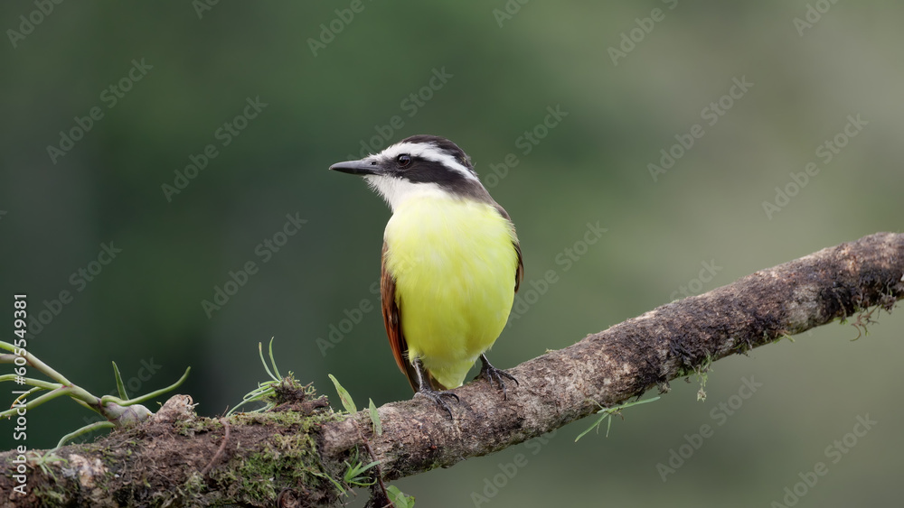 Obraz premium front view of a great kiskadee perching on a branch