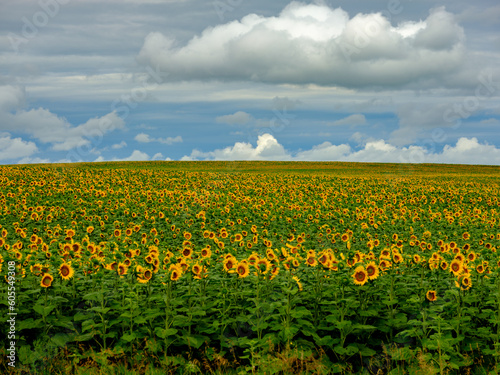 Field of sunflowers as far as the eye can see in a field in South Dakota