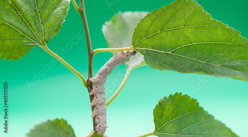 One silkworm eating mulberry leaves