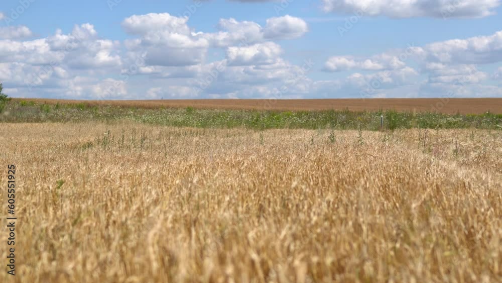 Golden wheat field on the background of blue sky with beautiful white clouds. Agricultural land goes beyond the horizon - amazing summer landscape. Many spikelets of wheat, rye and oats in 4k 25FPS Golden wheat field on the background of blue sky with beautiful white clouds. Agricultural land goes beyond the horizon - amazing summer landscape. Many spikelets of wheat, rye and oats in 4k 25FPS