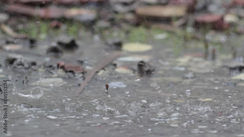 video of raindrops taken when it rains on the streets which causes puddles on the streets video of raindrops taken when it rains on the streets which causes puddles on the streets