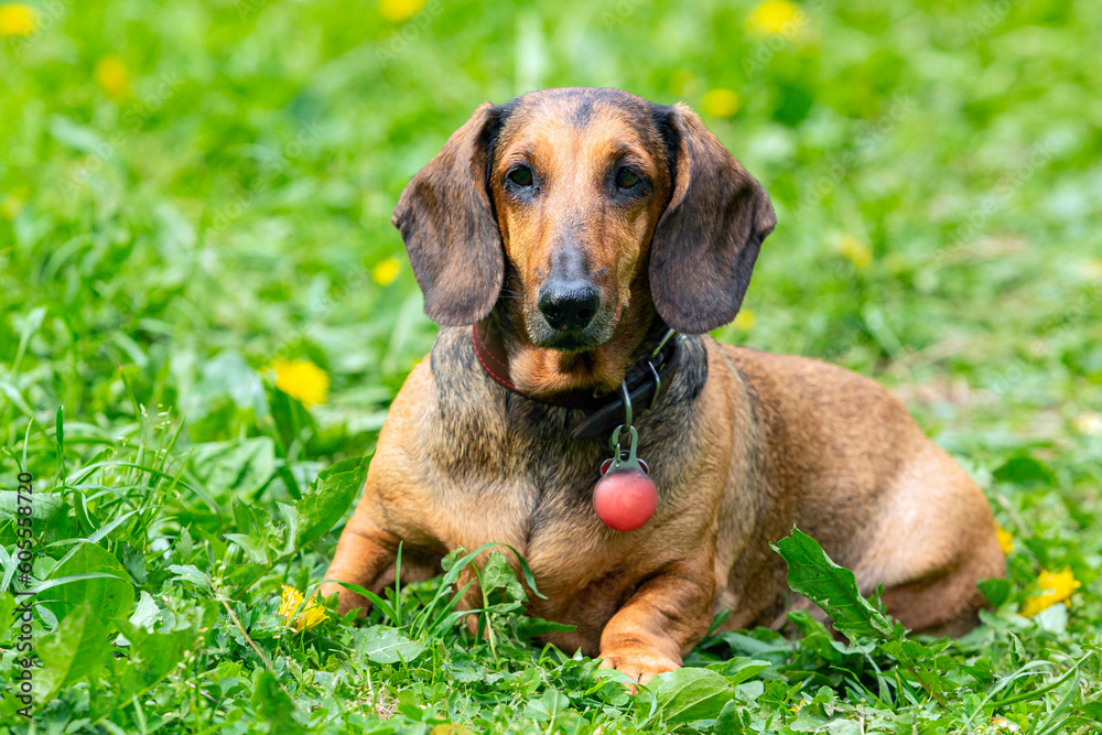 A dachshund dog is resting on a green field with dandelions A dachshund dog is resting on a green field with dandelions