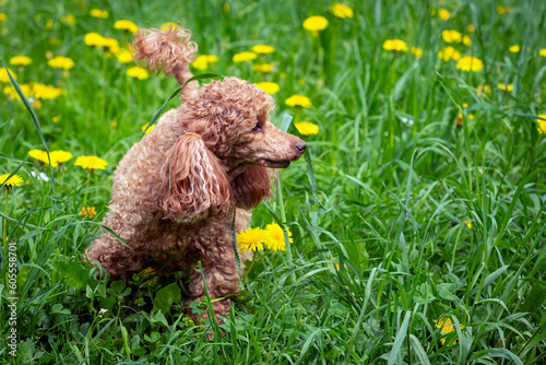 The poodle is in a field of dandelions