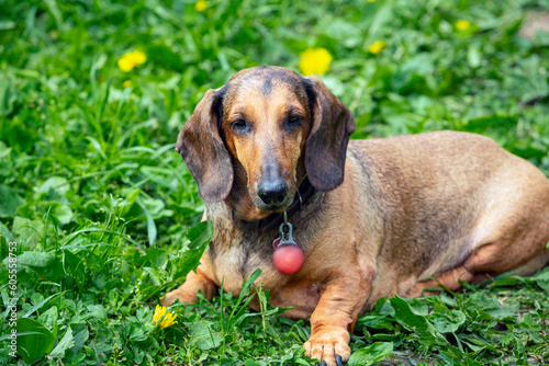 A dachshund dog is resting on a green field with dandelions