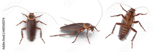 cockroach on transparent background © mika