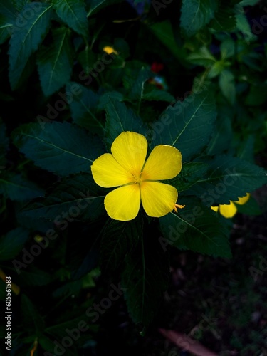 beautiful flowers