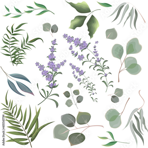 Collection of herbs and plants. Green plants on a white background. Lavender flowers, eucalyptus and other leaves 