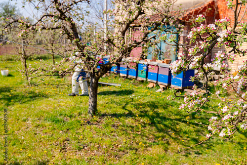 Twigs of fruit bloom tree with fresh buds at orchard, in background gardener wears protective overall and sprinkles branches with long sprayer