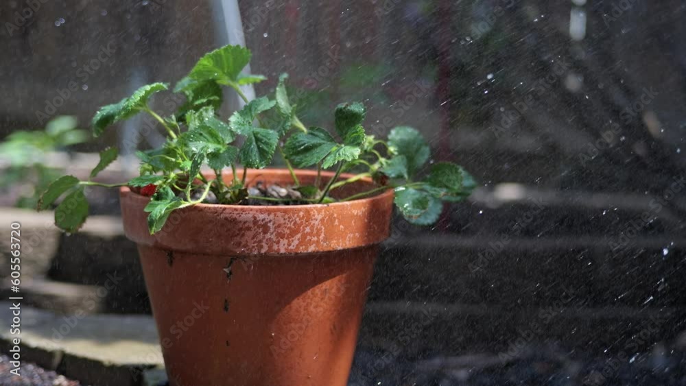 Watering strawberry plant in clay pot 