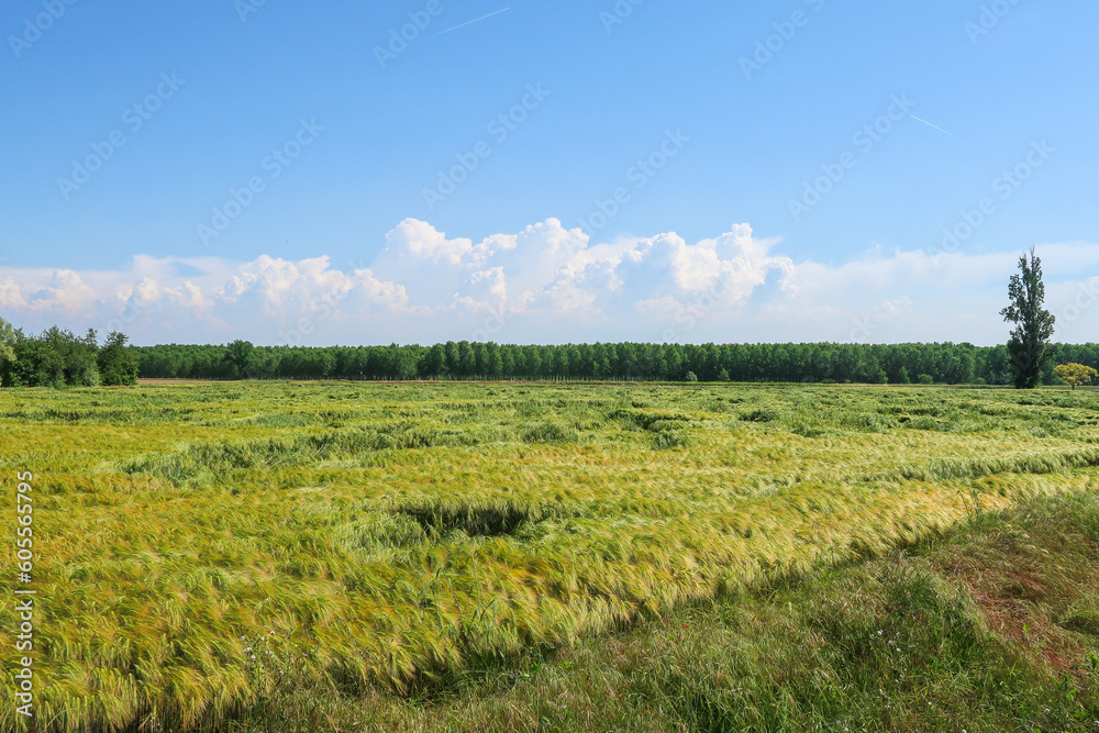 Fototapeta premium Po Valley landscape field cultivation nature natural agriculture farmhouse tree earth