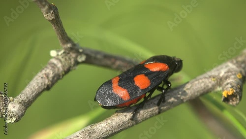 Cercopis vulnerata (also known as the black-and-red froghopper or red-and-black froghopper) photo