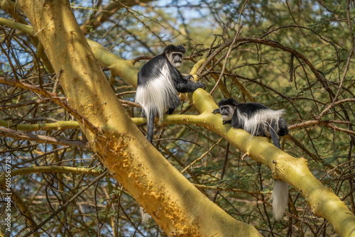 The mantled guereza (Colobus guereza), the eastern black-and-white colobus, or the Abyssinian black-and-white colobus, is a black-and-white colobus, a type of Old World monkey on a branch. photo