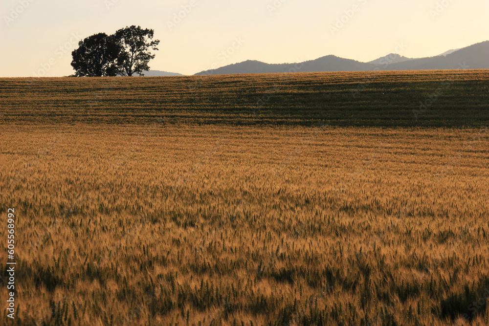 夕日に輝く黄金色の麦畑
