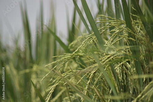 close-up view of rice before harvest